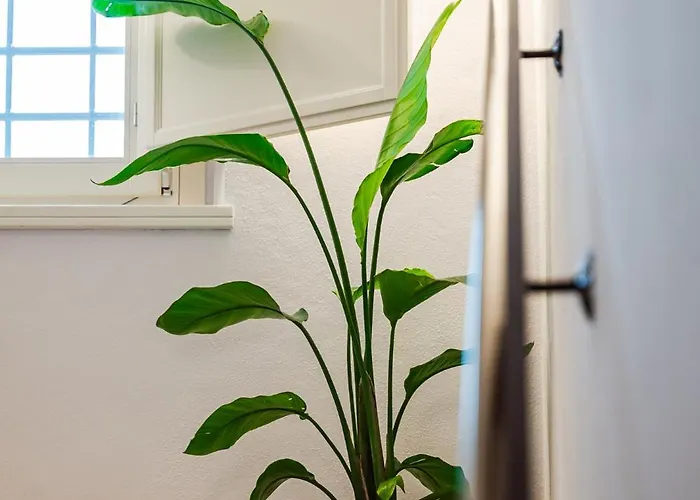 Emilio's Levizzano Rangone